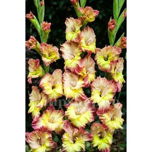 Bulbi Gladiole Conca Verde; STOC EPUIZAT!    Plantarea se face in perioada martie-mai.Va inflori in perioada iunie-august.Prefera zonele insorite sau semiumbrite.Inaltimea maxima 100-120 cm.
