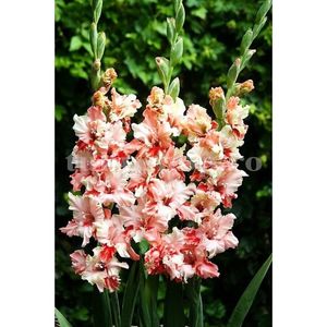 Bulbi Gladiole Frizzle Butterfly; STOC EPUIZAT!     Plantarea se face in perioada martie-mai.Va inflori in perioada iunie-august.Pentru a inflori bogat trebuie sa stea in zonele insorite sau semiumbrite.Inaltimea maxima 90-110 cm

