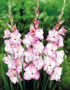 Bulbi Gladiole My Love; STOC EPUIZAT!     Plantarea se face in perioada martie-mai.Va inflori in perioada iunie-august.Pentru a inflori bogat trebuie sa stea in zonele insorite sau semiumbrite.Inaltimea maxima 90-100 cm
