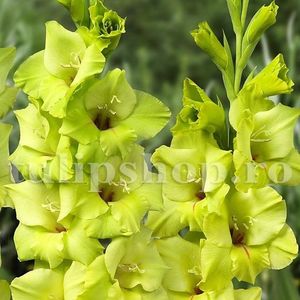 Bulbi Gladiole Prima Verde; STOC EPUIZAT!     Plantarea se face in perioada martie-mai.Va inflori in perioada iunie-august.Pentru a inflori bogat trebuie sa stea in zonele insorite sau semiumbrite.Inaltimea maxima 90-100 cm
