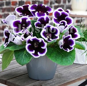 Bulbi Gloxinia Kaiser Wilhelm; STOC EPUIZAT!     Plantarea se face in perioada martie-mai.Va inflori in perioada iunie-august.Pentru a inflori bogat trebuie sa stea in zonele insorite sau semiumbrite.Inaltimea maxima 20-30 cm.
