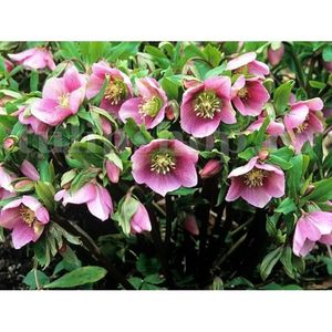 Bulbi Helleborus Montsegur; STOC EPUIZAT!     Plantarea se face in perioada martie-mai.Va inflori in perioada dec.-febr. Pentru a inflori bogat trebuie sa stea in zonele insorite sau semiumbrite.Inaltimea maxima 30-50 cm.
