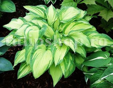 Bulbi Hosta Albopicta; STOC EPUIZAT!     Plantarea se face in perioada martie-mai.Va inflori in perioada iulie-septembrie. Prefera zonele umbrite sau semiumbrite.Inaltimea maxima 40-50 cm.
