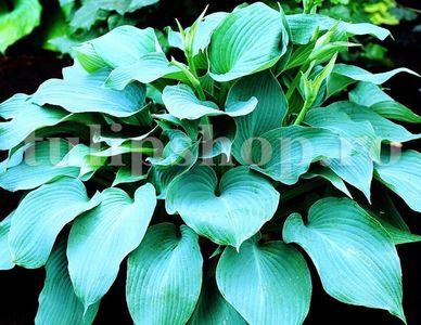 Bulbi Hosta Blue Angel; STOC EPUIZAT!     Plantarea se face in perioada martie-mai.Va inflori in perioada iulie-septembrie. Prefera zonele umbrite sau semiumbrite.Inaltimea maxima 40-50 cm.
