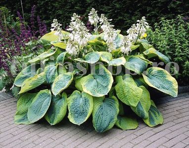 Bulbi Hosta Francess Williams; STOC EPUIZAT!     Plantarea se face in perioada martie-mai.Va inflori in perioada iulie-septembrie. Prefera zonele umbrite sau semiumbrite.Inaltimea maxima 40-50 cm.
