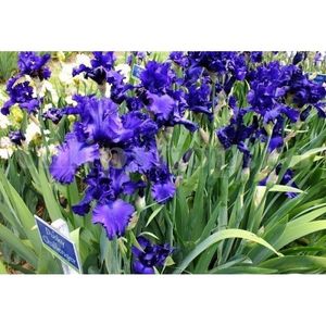 Bulbi Iris Dusky Challenger; STOC EPUIZAT!    Plantarea se face in perioada martie-mai.Va inflori in perioada mai-iulie. Prefera zonele insorite sau semiumbrite.Inaltimea maxima 70-80 cm.
