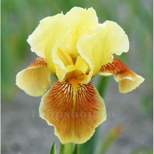 Bulbi Iris Golden Muffin; STOC EPUIZAT!     Plantarea se face in perioada martie-mai.Va inflori in perioada mai-iulie. Prefera zonele insorite sau semiumbrite.Inaltimea maxima 70-80 cm.
