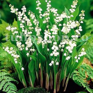 Bulbi Lacramioare; STOC EPUIZAT!     Plantarea se face in perioada martie-mai.Va inflori in perioada aprilie-mai. Prefera zonele umbrite sau semiumbrite.Inaltimea maxima 20-30 cm.
