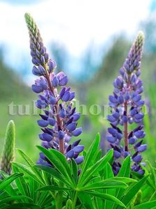 Bulbi Lupin Albastru; STOC EPUIZAT!     Plantarea se face in perioada martie-mai.Va inflori in perioada iunie-iulie. Prefera  zonele insorite sau semiumbrite.Inaltimea maxima 80-100 cm.
