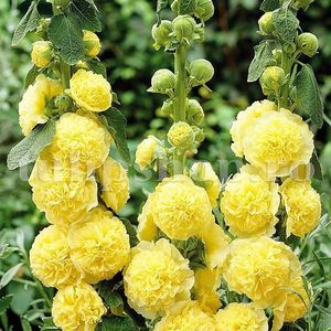 Bulbi Nalba Chaters Yellow; STOC EPUIZAT!   Plantarea se face in perioada martie-mai.Va inflori in perioada iunie-sept. Va inflori bogat in plin soare.Inaltimea maxima 100-150 cm.
