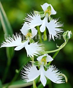 Bulbi Habenaria Radiata; STOC EPUIZAT!     Plantarea se face in perioada martie-mai.Va inflori in perioada mai-iulie. Prefera umbra si semiumbra.Inaltimea maxima 30-40 cm.
