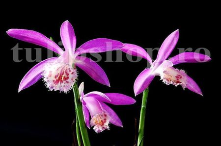 Bulbi Pleione Formosana; STOC EPUIZAT!     Plantarea se face in perioada martie-mai.Va inflori in perioada mai-iulie. Prefera umbra si semiumbra.Inaltimea maxima 20-30 cm.
