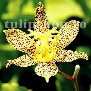 Bulbi Tricyrtis Golden Festival; STOC EPUIZAT!     Plantarea se face in perioada martie-mai.Va inflori in perioada iunie-august. Prefera umbra si semiumbra.Inaltimea maxima 60-80 cm.
