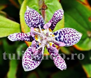 Bulbi Tricyrtis Hirta; STOC EPUIZAT!    Plantarea se face in perioada martie-mai.Va inflori in perioada iunie-august. Prefera umbra si semiumbra.Inaltimea maxima 60-80 cm.
