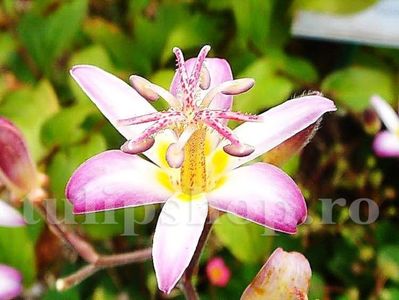 Bulbi Tricyrtis Tojen; STOC EPUIZAT!     Plantarea se face in perioada martie-mai.Va inflori in perioada iunie-august. Prefera umbra si semiumbra.Inaltimea maxima 60-80 cm.
