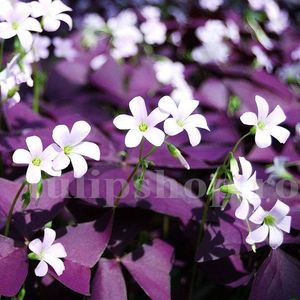 Bulbi Oxalis Triangularis; STOC EPUIZAT!     Plantarea se face in perioada martie-mai.Va inflori in perioada iunie-august. Prefera zonele insorite sau semiumbrite.Inaltimea maxima 20-30 cm.
