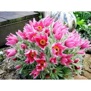 Bulbi Pulsatilla Rosea; STOC EPUIZAT!     Plantarea se face in perioada martie-mai.Va inflori in perioada aprilie-mai. Prefera locurile insorite, dar se descurca bine si in locurile semiumbrite.Inaltimea maxima 20-30 cm.
