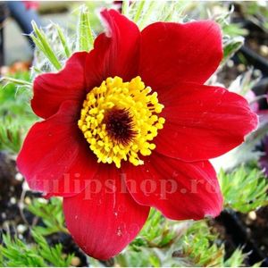 Bulbi Pulsatilla Rubra; STOC EPUIZAT!     Plantarea se face in perioada martie-mai.Va inflori in perioada aprilie-mai. Prefera locurile insorite, dar se descurca bine si in locurile semiumbrite.Inaltimea maxima 20-30 cm.
