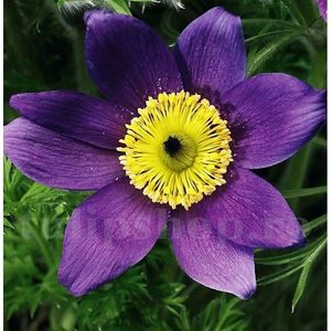 Bulbi Pulsatilla Saarland; STOC EPUIZAT!   Plantarea se face in perioada martie-mai.Va inflori in perioada aprilie-mai. Prefera locurile insorite, dar se descurca bine si in locurile semiumbrite.Inaltimea maxima 20-30 cm.
