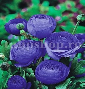 Bulbi Ranunculus Albastru; STOC EPUIZAT!     Plantarea se face in perioada martie-mai.Va inflori in perioada mai-august. Prefera zonele insorite sau semiumbrite.Inaltimea maxima 20-30 cm.

