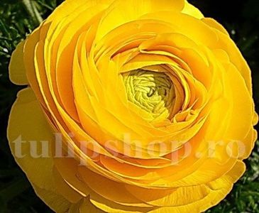 Bulbi Ranunculus Galben; STOC EPUIZAT!    Plantarea se face in perioada martie-mai.Va inflori in perioada mai-august. Prefera zonele insorite sau semiumbrite.Inaltimea maxima 20-30 cm.
