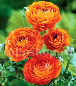 Bulbi Ranunculus Portocaliu; STOC EPUIZAT!    Plantarea se face in perioada martie-mai.Va inflori in perioada mai-august. Prefera zonele insorite sau semiumbrite.Inaltimea maxima 20-30 cm.
