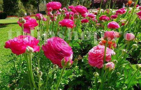 Bulbi Ranunculus Roz; STOC EPUIZAT!    Plantarea se face in perioada martie-mai.Va inflori in perioada mai-august. Prefera zonele insorite sau semiumbrite.Inaltimea maxima 20-30 cm.
