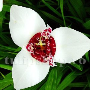 Bulbi Tigridia Alba; STOC EPUIZAT!    Plantarea se face in perioada martie-mai.Va inflori in perioada iulie-august. Prefera zonele insorite sau semiumbrite.Inaltimea maxima 40-60 cm.
