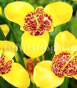 Bulbi Tigridia Aurea; STOC EPUIZAT!    Plantarea se face in perioada martie-mai.Va inflori in perioada iulie-august. Prefera zonele insorite sau semiumbrite.Inaltimea maxima 40-60 cm.
