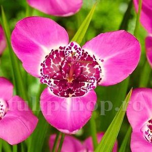Bulbi Tigridia Lilacea; STOC EPUIZAT!     Plantarea se face in perioada martie-mai.Va inflori in perioada iulie-august. Prefera zonele insorite sau semiumbrite.Inaltimea maxima 40-60 cm.
