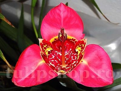 Bulbi Tigridia Speciosa; STOC EPUIZAT!    Plantarea se face in perioada martie-mai.Va inflori in perioada iulie-august. Prefera zonele insorite sau semiumbrite.Inaltimea maxima 40-60 cm.
