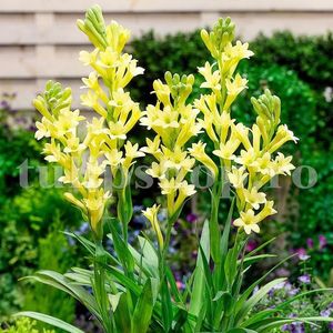 Bulbi Tuberoze Golden Harvest; STOC EPUIZAT!    Plantarea se face in perioada martie-mai.Va inflori in perioada iulie-sept. Prefera zonele insorite sau semiumbrite.Inaltimea maxima 60-70 cm.
