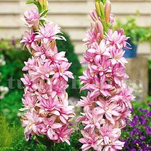 Bulbi Tuberoze Pink Sapphire; STOC EPUIZAT!     Plantarea se face in perioada martie-mai.Va inflori in perioada iulie-sept. Prefera zonele insorite sau semiumbrite.Inaltimea maxima 60-70 cm.
