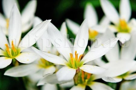 Bulbi Zephyranthes Alba; STOC EPUIZAT!     Plantarea se face in perioada martie-mai.Va inflori in perioada iulie-sept. Prefera zonele insorite sau semiumbrite.Inaltimea maxima 20-30 cm.
