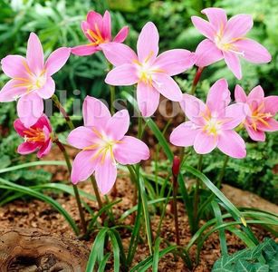 Bulbi Zephyranthes Rosea; STOC EPUIZAT!     Plantarea se face in perioada martie-mai.Va inflori in perioada iulie-sept. Prefera zonele insorite sau semiumbrite.Inaltimea maxima 20-30 cm.
