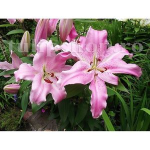 Bulbi Crin Josephine; STOC EPUIZAT!    Plantarea se face in perioada martie-mai.Va inflori in perioada iunie-august.Pentru a inflori bogat trebuie sa stea in zonele insorite sau semiumbrite.Inaltimea maxima 70-90 cm.
