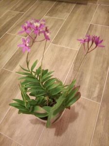 Epidendrum Sister my love; 5 tije
