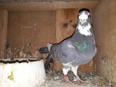 Mascul andaluz bâlțat