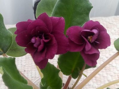 9 feb