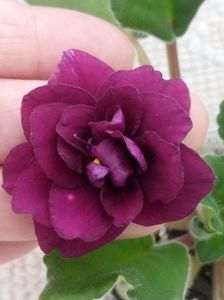 9 feb