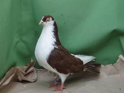 M 2018_7202