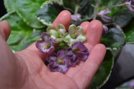 PT Flower Bells