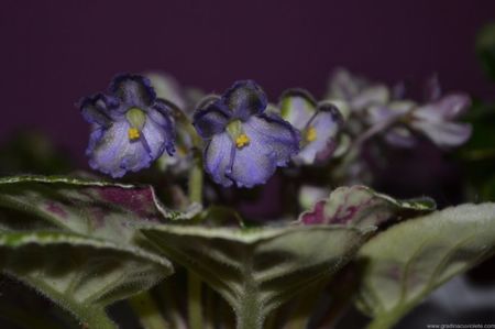 PT Flower Bells