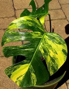 Monstera deliciosa Borsigiana  aurea variegata.