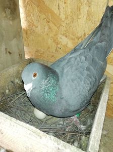 Mascul negru; An:2018
Culoare:negru
Tata:stropit pe negru;an 2017
Mama:cuca pe inchis;an 2017
