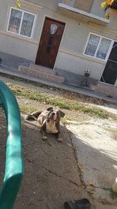 received_333244383923130