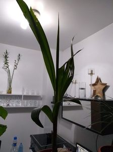 ; Nuca cocos adusă din thailanda...luată de pe plaja
