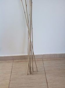 Alunul De Padure Dani91cluj