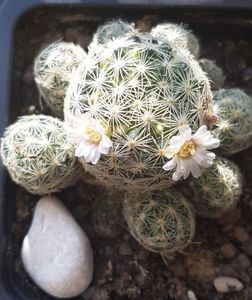 Mammillaria giselae; In toamna a venit cu bobocei dar a intrat in repaus. Acum, soarele a inspirat-o...
