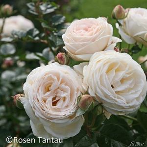 Rosa-Artemis